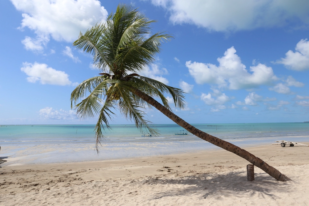 Vista da Praia de Barra Grande em Maragogi com um coqueiro no centro da foto e a praia ao fundo.